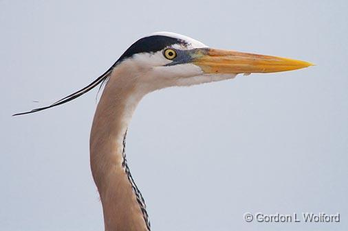 Heron Head_41903.jpg - Great Blue Heron (Ardea herodias)Photographed along the Gulf coast on Mustang Island near Corpus Christi, Texas, USA.